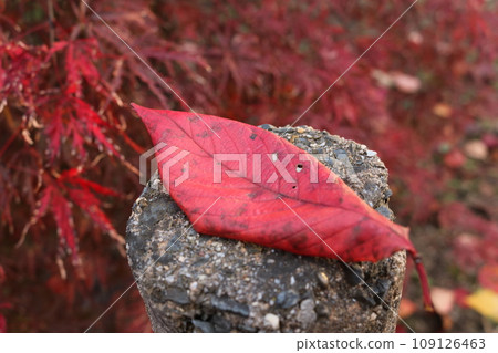 櫻花紅葉枯葉 櫻花紅葉枯葉 109126463