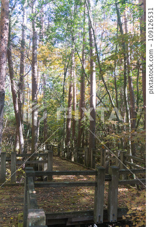 Fuji forest nature observation trail 109126531