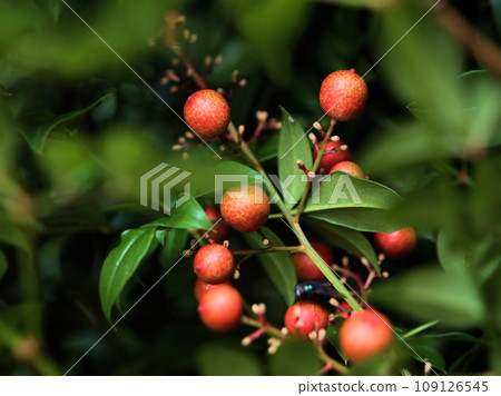 Red nandina fruit that ripens in November Red nandina fruit that ripens in November 109126545