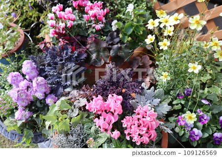 冬季花卉種植和盆栽 109126569