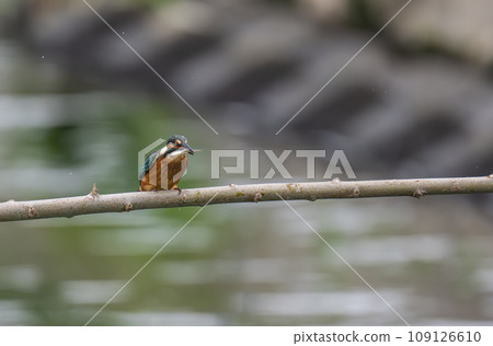 一隻翠鳥棲息在樹枝上,嘴裡叼著一條小魚 一隻翠鳥棲息在樹枝上,嘴裡叼著一條小魚 109126610