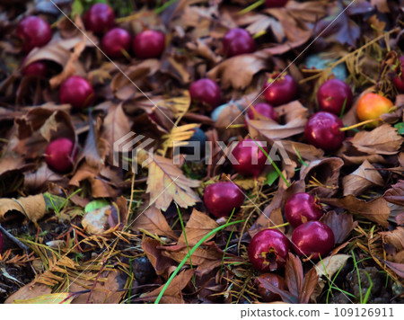 Red hawthorn berries that had fallen in November 109126911
