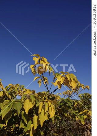 Late autumn blue sky and yellow leaves Late autumn blue sky and yellow leaves 109126918