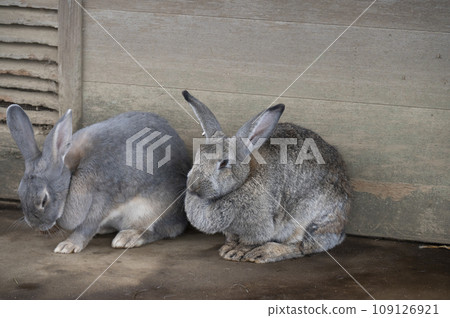 Cuddling rabbits Cuddling rabbits 109126921