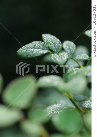 The night dew leaves water droplets on the leaves, making them look fresh. Close-up shot with blurred background 109127033