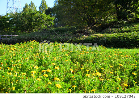 初秋景色,花壇,大宮花之岡農林公園 初秋景色,花壇,大宮花之岡農林公園 109127042