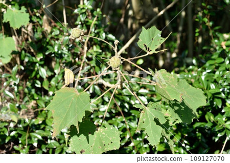 穗福優幼果 109127070