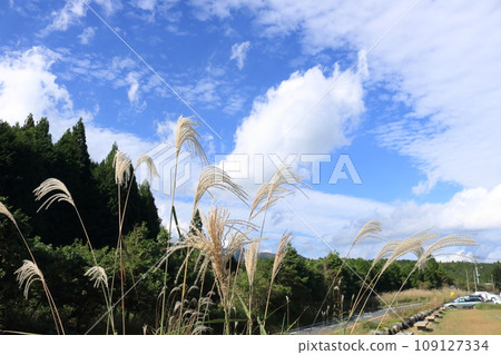 Aozora和Susuki 109127334