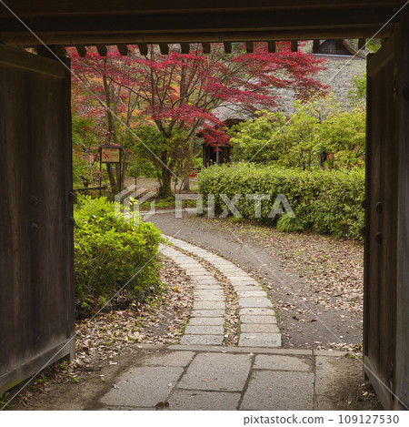 秋天的藥師池公園 109127530