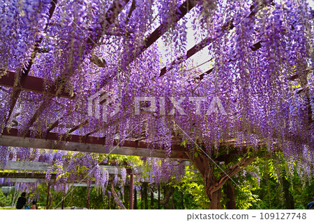 紫色淋浴，華麗的紫藤花，百合原公園 109127748