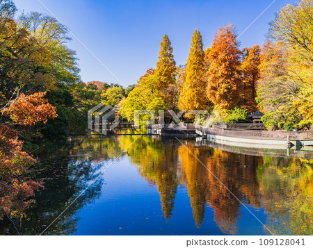 Kichijoji Inokashira Park autumn view Kichijoji Inokashira Park autumn view 109128041