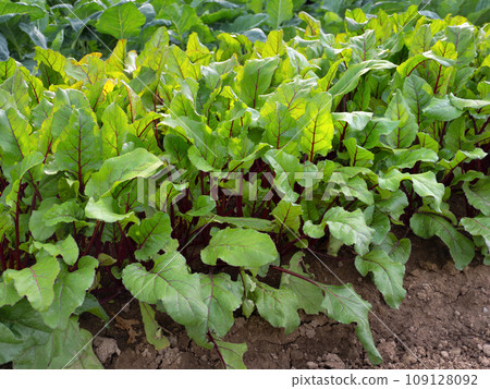 甜菜種植 109128092