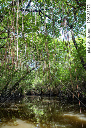 Republic of Palau Mangrove Forest Jungle Cruise 109128273