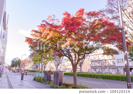 紅葉的行道樹【仙台市宮城野街】 109128319