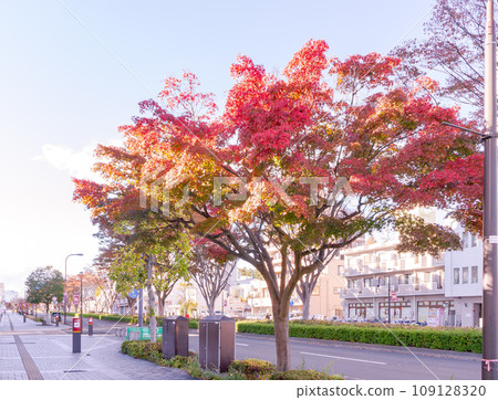 紅葉的行道樹【仙台市宮城野街】 紅葉的行道樹【仙台市宮城野街】 109128320