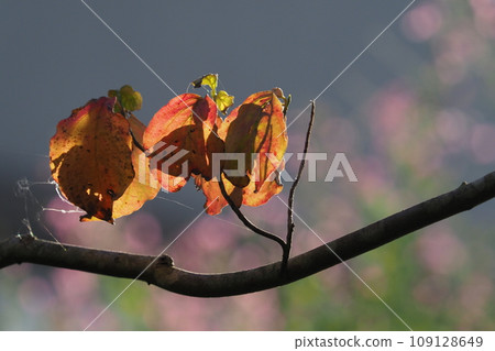 花園裡山茱萸的秋葉 花園裡山茱萸的秋葉 109128649