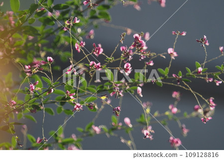 Autumn seven herbs, clover flowers Autumn seven herbs, clover flowers 109128816