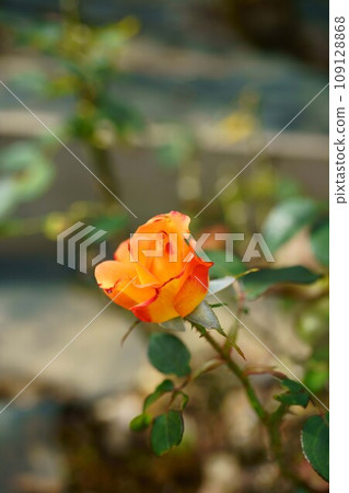 5622 Rose 安妮法蘭克紀念玫瑰 109128868