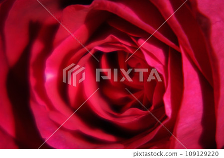 Red rose 109129220