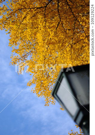 Yellow ginkgo and blue sky 109129224