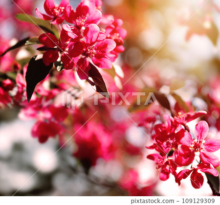 Beautiful blossoming spring tree with pink flowers, closeup Beautiful blossoming spring tree with pink flowers, closeup 109129309