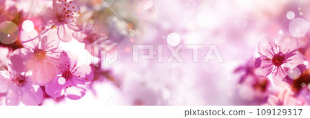 Beautiful cherry tree with tender flowers. Amazing spring blossom Beautiful cherry tree with tender flowers. Amazing spring blossom 109129317