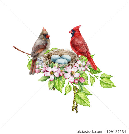 Couple of red cardinal birds in the nest on the tree branch with spring flowers. Watercolor illustration. Red cardinals on the nest with eggs. Springtime wildlife nature image. White background Couple of red cardinal birds in the nest on the tree branch with spring flowers. Watercolor illustration. Red cardinals on the nest with eggs. Springtime wildlife nature image. White background 109129384