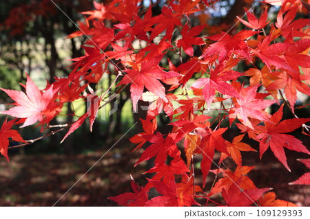 Momiji on crimson foliage season 109129393