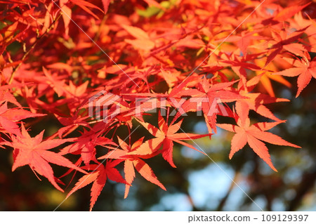 Momiji on crimson foliage season Momiji on crimson foliage season 109129397