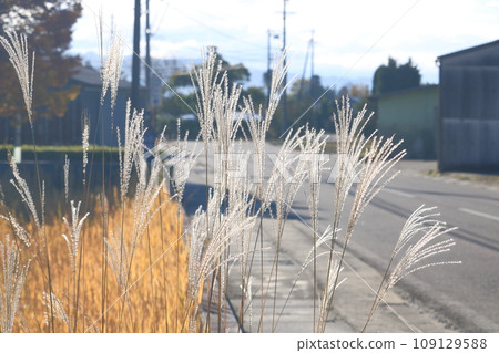 與Susuki的風景 109129588