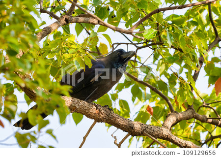 The solitary gaze of a crow 109129656
