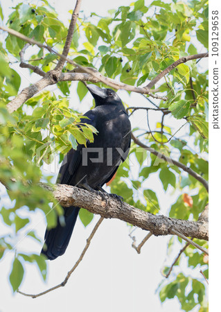 The solitary gaze of a crow 109129658