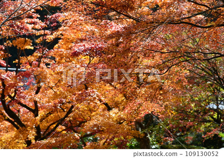 京都西山吉峰寺的秋葉 京都西山吉峰寺的秋葉 109130052