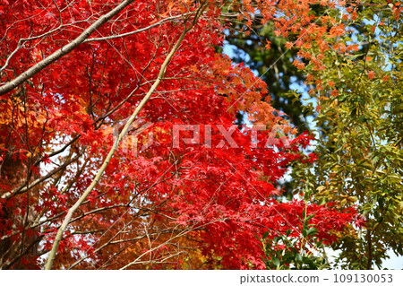 京都西山吉峰寺的秋葉 109130053