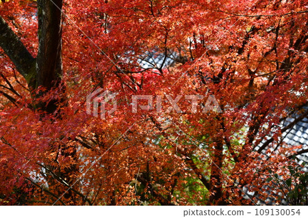 京都西山吉峰寺的秋葉 京都西山吉峰寺的秋葉 109130054