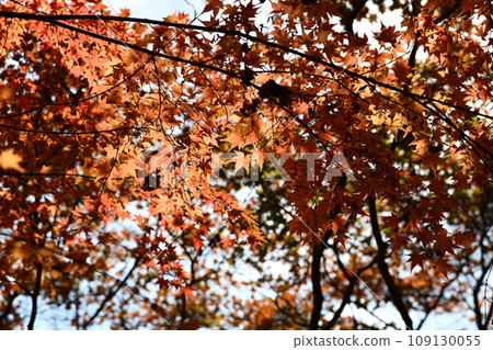 Autumn leaves at Yoshimineji Temple in Nishiyama, Kyoto Autumn leaves at Yoshimineji Temple in Nishiyama, Kyoto 109130055