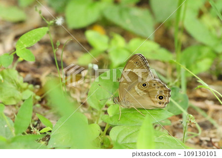 A butterfly perching on a leaf 109130101
