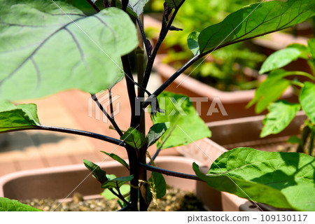 Close-up of eggplant being cultivated in a planter, growing vigorously 109130117