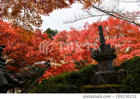 京都西山吉峰寺的秋葉 京都西山吉峰寺的秋葉 109130231