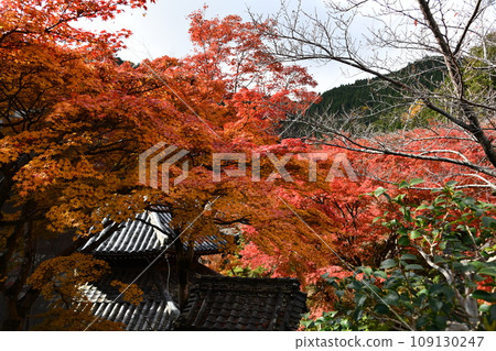 Autumn leaves at Yoshimineji Temple in Nishiyama, Kyoto Autumn leaves at Yoshimineji Temple in Nishiyama, Kyoto 109130247