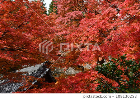 京都西山吉峰寺的秋葉 109130258