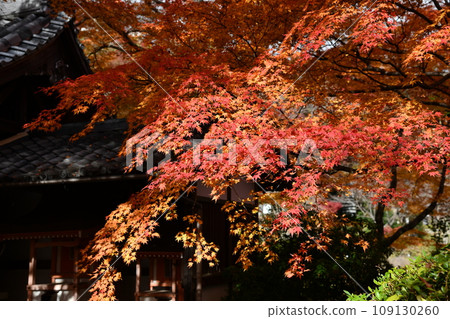 京都西山吉峰寺的秋葉 京都西山吉峰寺的秋葉 109130260