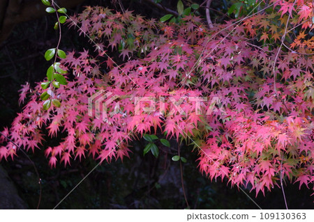 Autumn leaves of Mt. Mimuro, Nara Prefecture 109130363
