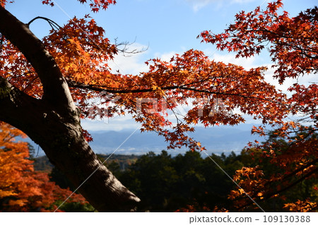 Autumn leaves at Yoshimineji Temple in Nishiyama, Kyoto 109130388