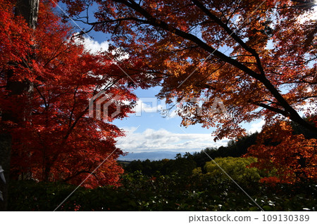 Autumn leaves at Yoshimineji Temple in Nishiyama, Kyoto 109130389