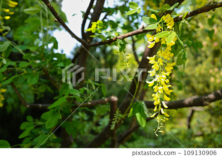 國王紗麗（金鍊） 金鍊百合原公園 109130906