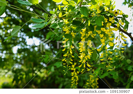 King Sari (Gold Chain) Golden Chain Yurigahara Park 109130907