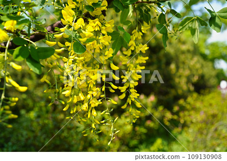 King Sari (Gold Chain) Golden Chain Yurigahara Park 109130908