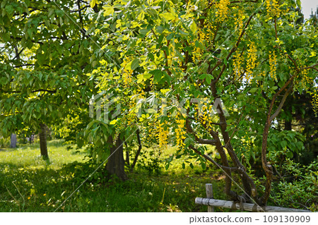 King Sari (Gold Chain) Golden Chain Yurigahara Park 109130909