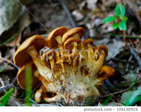 Mushroom World Porphyllaceae Owaraitake old fungus 109130929